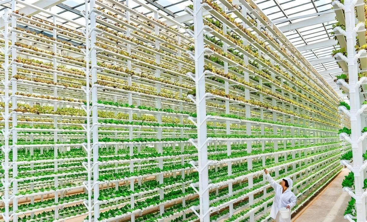 three-dimensional cultivation three-dimensional cultivation