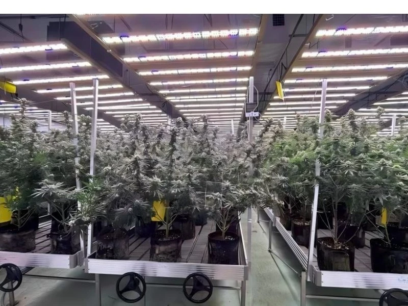 foldable grow lights