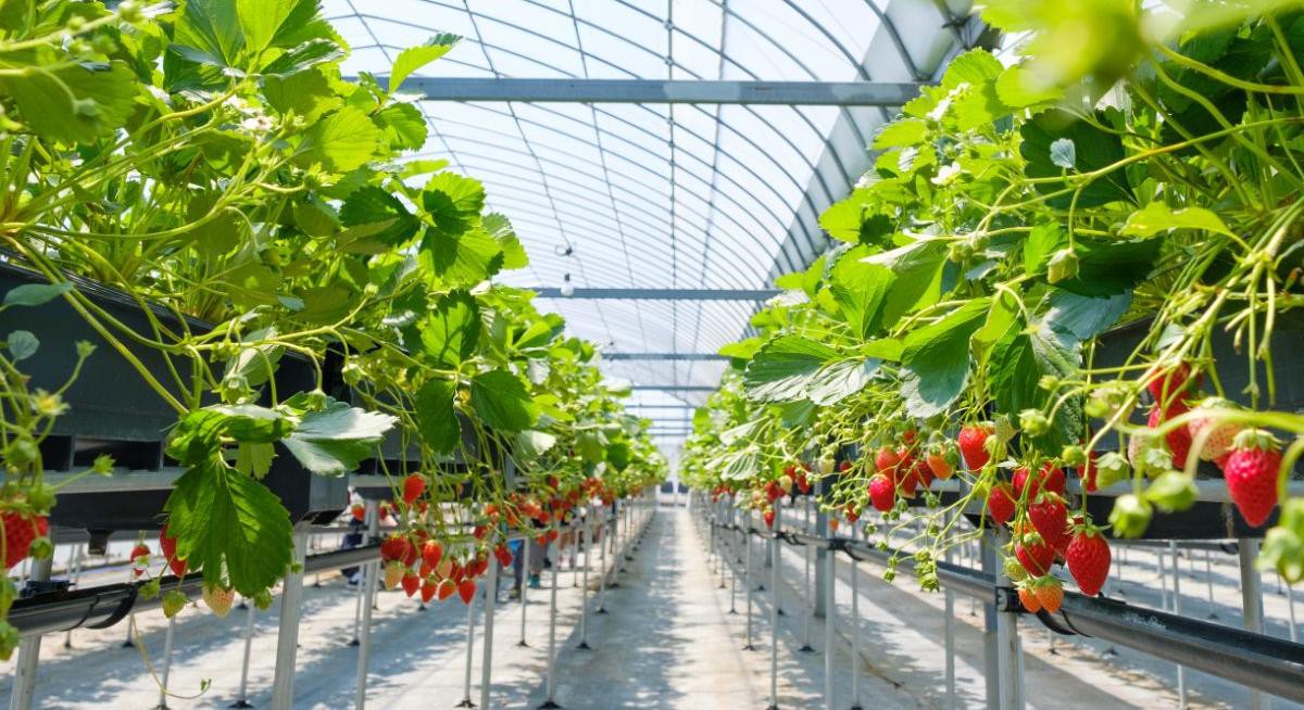 Growing Strawberries Growing Strawberries